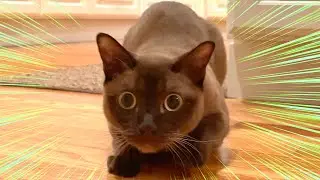 Cat prepares to pounce...