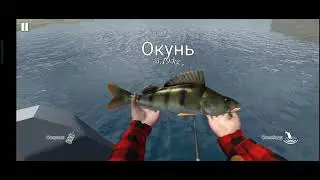 Ловля сома и огромных окуней.