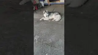 #хаска