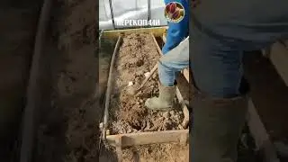 Парник * Seedlandia.ru - семена и саженцы сосна веймутова кедровый стланик кедры пихты секвои баобаб