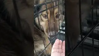 Малыш и Пират готовы к переезду