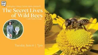 The Secret Lives of Wild Bees with Nick Dorian (6/7/23)