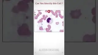 Can you Identify  this Cell ? 🧐👀🧠  #Quiz 116