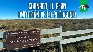 Guanacos en nuestra reserva San Pablo de Valdés, en la Patagonia argentina