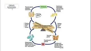 Calcium Homeostasis
