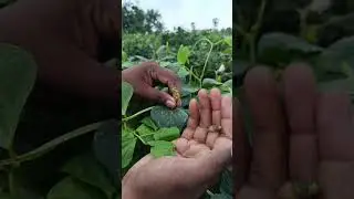 அப்பாக்கு உடம்பு சரியில்லை 😢😢 | vivasayam and harvesting #shorts #appa