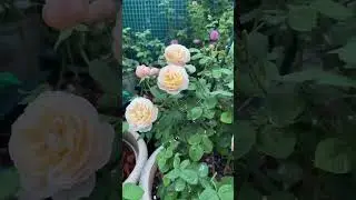 Роза Натали Фрайла🌸🧚🏻‍♀️🕊️Из серии съедобных роз 🌸