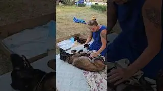 🦮🐕‍🦺Мама Хонда и её щенки #REDZONEODESSA Бельгийская овчарка Малинуа Одесса 2024