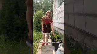 Огород в Мешках Эксперимент Что получилось?