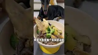 Is this the Most Adorable Eating Show Ever? 🥲#Doberman #GuardDog #SillyPuppy