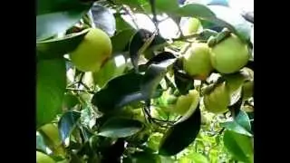 NashiMangosteen