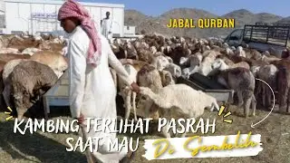 RIBUAN KAMBING?? DAM Jama'ah Haji Disembelih Setiap Hari