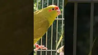 Kakarikis jumped out the nest 