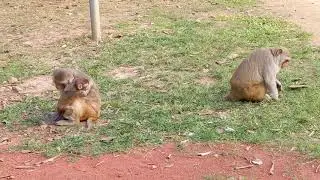 BiBi monkey plays friendly with Mom & Dad || Detective BiBi helps dad take care || BiBi Animals