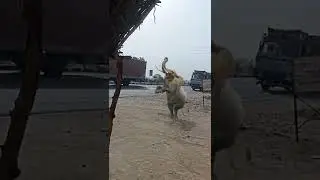 Track ke samne a gya hathi🥰 