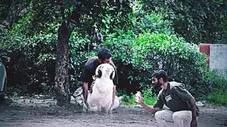 Rampuri Sheep (MAHARAJ) MAGICAL 😀❤️🔥 Amazing Video For Sheep lover's