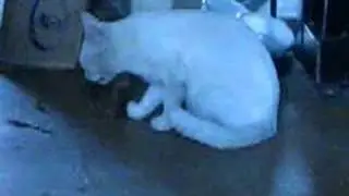 My cat eating bread