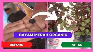 Tanam Bayam Super Lebat di Botol bekas Air Mineral