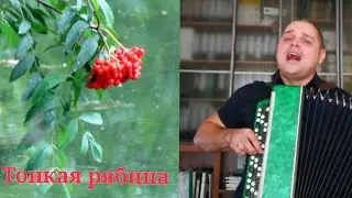 Тонкая рябина на баяне