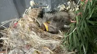 Baby Birbs