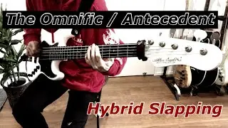 【Bass】The Omnific / Antecedent (Ft. Clay Gober of Polyphia)【Hybrid slapping】