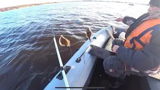 Камбала на прутки.Скоро на канале! 