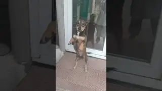 Собачья любовь проявляется по разному