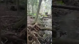 Clohesy river fig tree