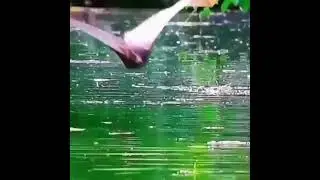 Caiman catches flying bat