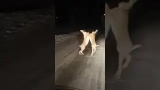 зайцы