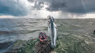 Coastguard said I shouldn't have gone spearfishing today