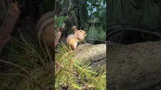 Chipmunks are adorable but they also carry ticks
