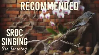 Bird Singing (SRDC Gacor): Suara Burung Berkualitas untuk pemasteran / Training E5