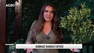 Kumkuat bitkisi nasıl yetiştirilir?