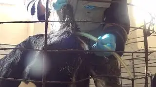 Постановка КЛИЗМЫ телёнку. Enemas for calves.