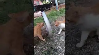 мощное противостояние котов😂