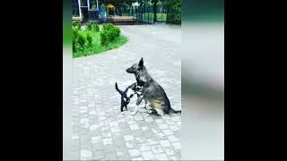 как кот с собакой