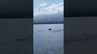 Впервые увидела ИХ так близко на Бали 🤩😱 