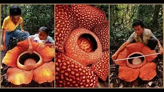 Top 5 Most Incredible Plants on Earth
