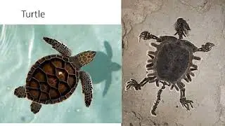 Fossils
