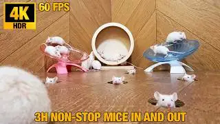 CAT GAME 3H ➔ The Gym Fitness Arcade: White Mice Spinning Flying Saucers & Wooden Wheel in 4K HDR