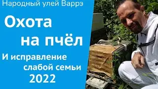 Народный улей Варрэ. Ловля роёв | Исправление неблагополучной семьи