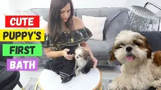 MY CUTE Shihtzu DOG'S First BATH at HOME 🐶