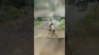 Сумасшедшая Битва Двух Быков