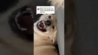 Things my tough puppy is afraid of 😂 #dogshorts #puppies #puppy #dogs #goldenretriever #funnyvideos