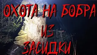 Охота на бобра из засидки
