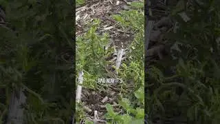 DON'T half-kill weeds!
