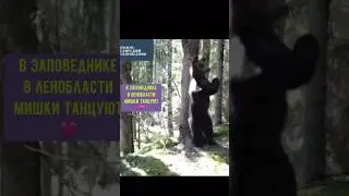 Танцующий медведь #приколы #животные #танцующиймедведь #foryou #медведь #заповедник #алисавтв #мишка