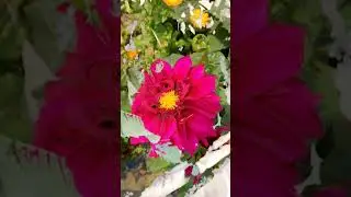 SAMSUNG M51 Camara photos sample