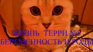 Жизнь Терри №5 / Беременность и роды